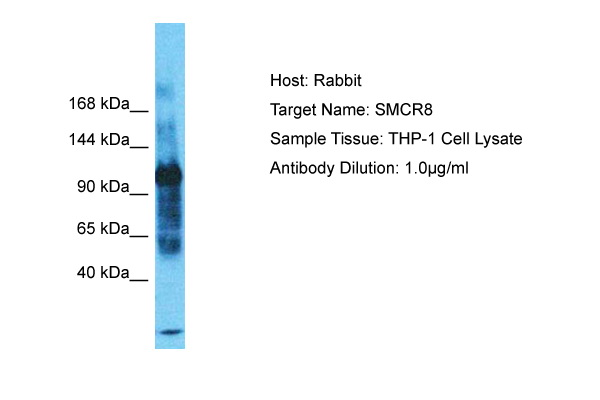 SMCR8 Antibody - C-terminal region (ARP71643_P050) in Human THP-1 Whole Cell using Western Blot