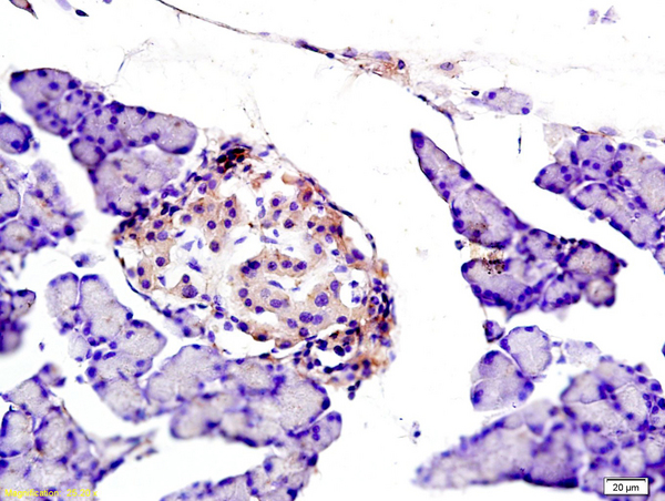 CYBB Antibody (OABF01351) in Rat pancreas using Immunohistochemistry
