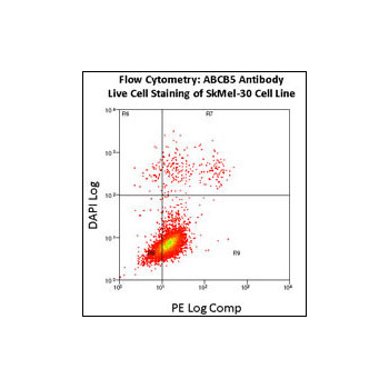 ABCB5 antibody - N - terminal region (OAAB16481) in SkMel-30 using Flow Cytometry