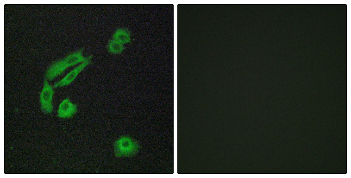 OR4C13 Antibody (OAAF05121) in A549 using Immunofluorescence.