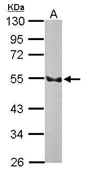 Ednrb Antibody (OAGA01263) in Rat brain using Western Blot
