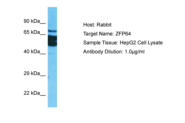 ZFP64 Antibody - C-terminal region (ARP73230_P050) in Human HepG2 Whole Cell using Western Blot