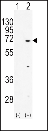 TXK antibody - N - terminal region (OAAB17235) in 293 using Western Blot