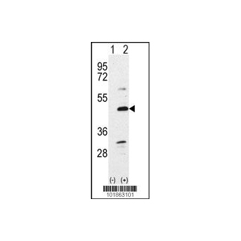 Bmp7 antibody - N - terminal region (OAAB12615) in 293 using Western Blot