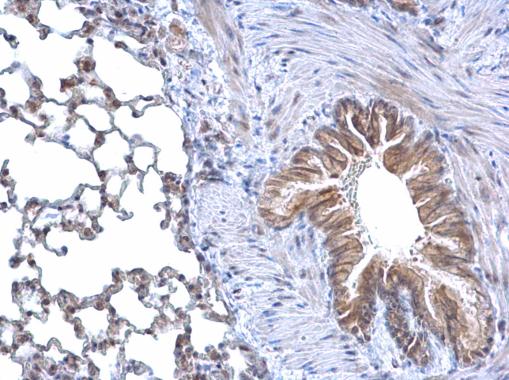 CCND3 Antibody (OAGA01626) in Mouse lung using Immunohistochemistry