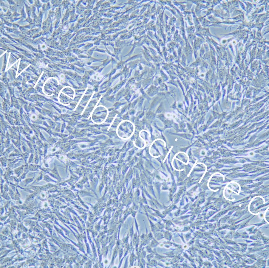 TCMK-1 小鼠肾小管上皮细胞/种属鉴定/镜像绮点（Cellverse）