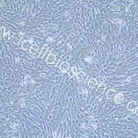 TCMK-1、TCMK-1细胞、TCMK1细胞、TCMK1、小鼠肾小管上皮细胞/种属鉴定/镜像绮点