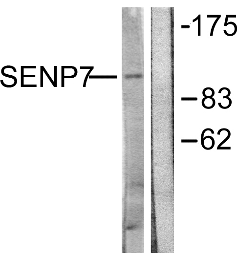 SENP7 Antibody (OAAF01965) in HuvEc using Western blot.