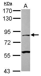 CAPN1 Antibody (OAGA01891) in Jurkat using Western Blot