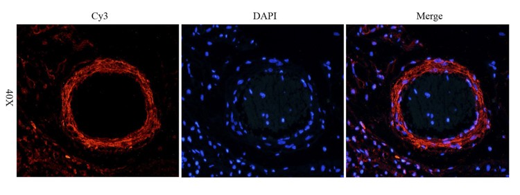 VEGF165 Antibody (OABI00020) in Pig large intestines tissue using Immunofluorescence