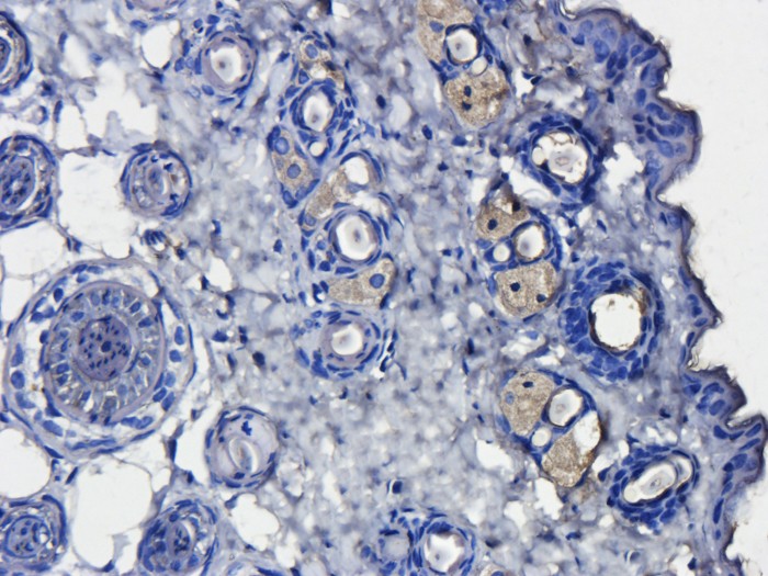 CD163 Antibody (OABI00014) in Mouse skin tissue using Immunohistochemistry