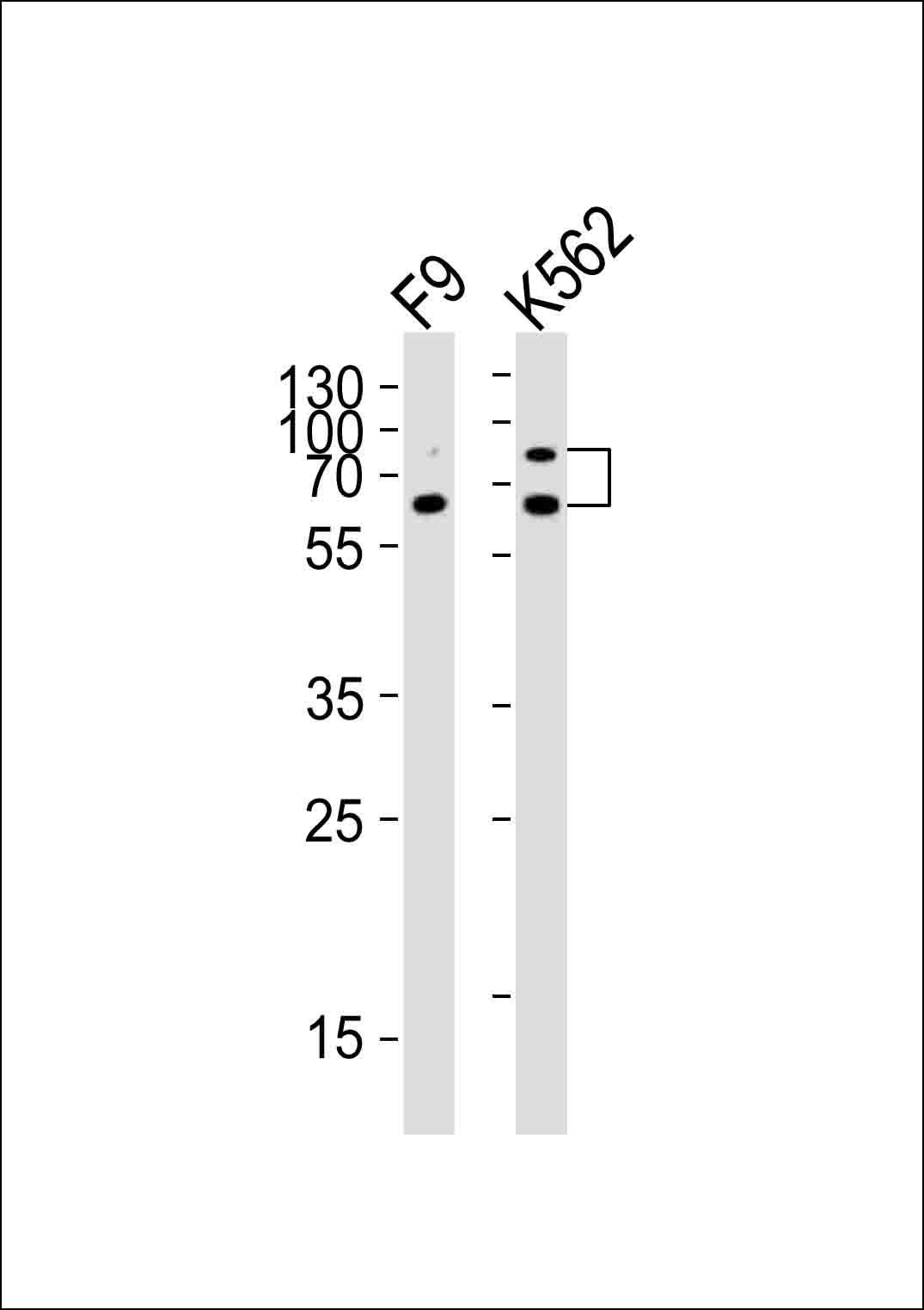ASH2L Antibody - Center region (OAAB18930) in Mouse F9, human K562 cell line using Western Blot