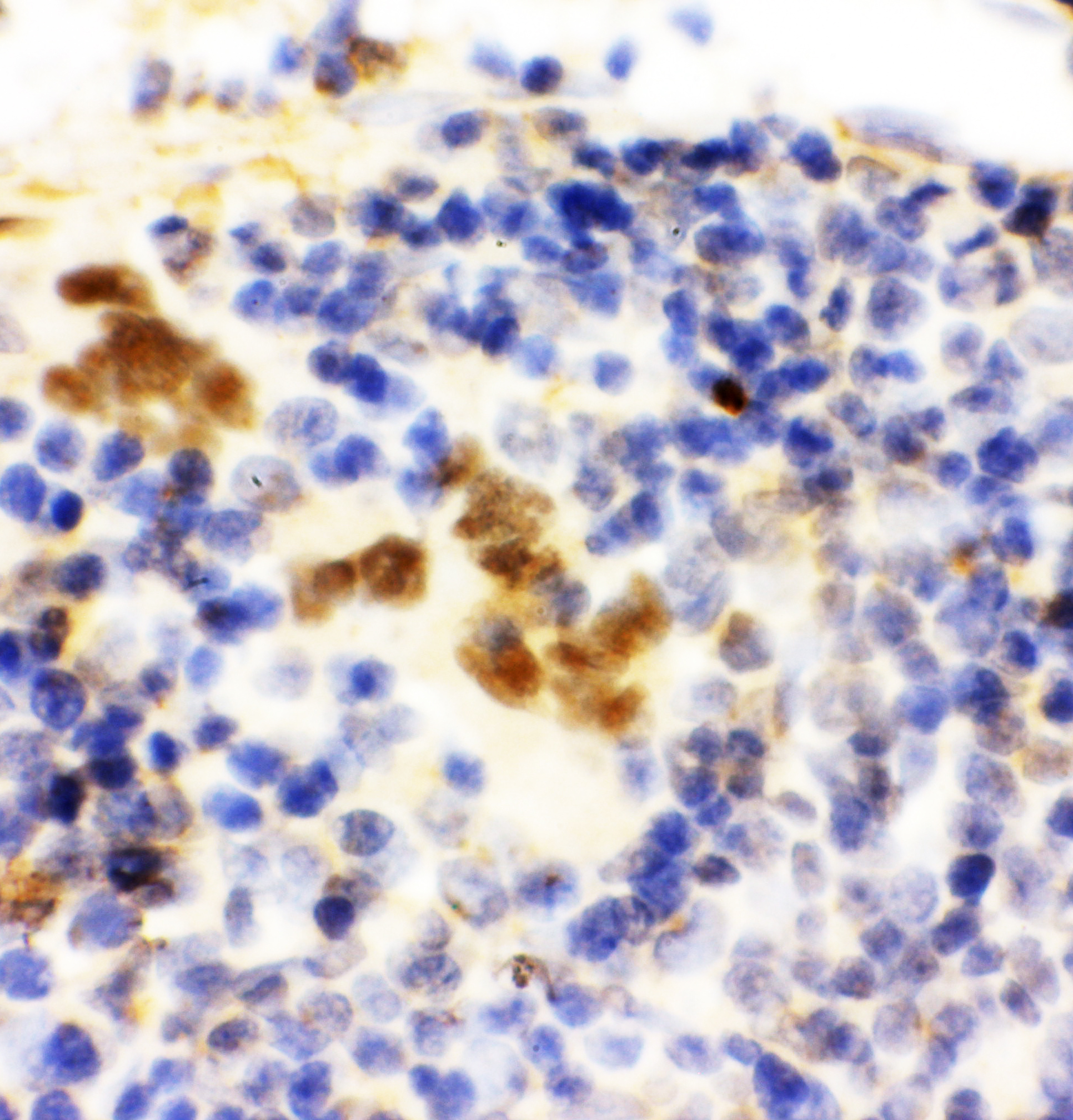 FLI1 Antibody - N-terminal region (OABB01342) in Rat Spleen Tissue using Immunohistochemistry