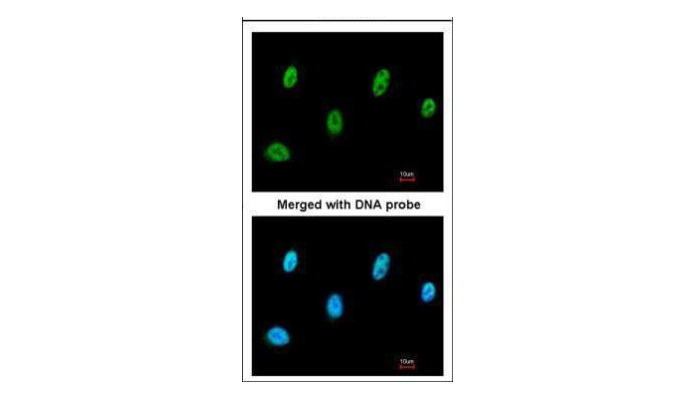 SESN3 antibody (OAGA00958) in A549 using Immunofluorescence