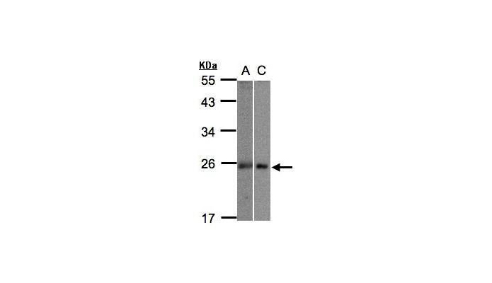 MID1IP1 antibody (OAGA00540) in 293T, HepG2  using Western Blot