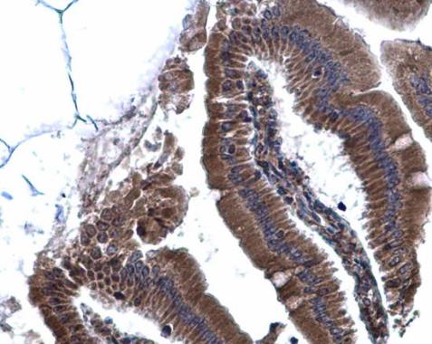 CANX Antibody - middle region (OAGA01669) in Mouse duodenum using Immunohistochemistry