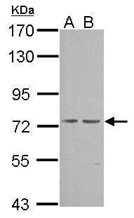 PRKG1 Antibody (OAGA01471) in NIH-3T3 using Western Blot