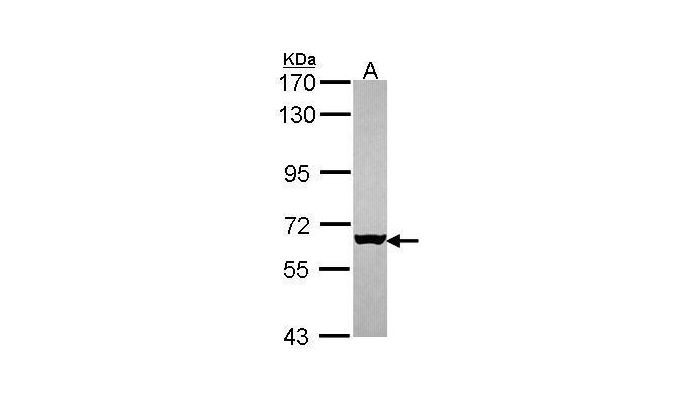 MUS81 antibody (OAGA00008) in HepG2  using Western Blot