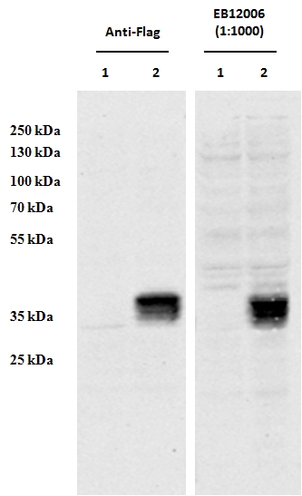 Goat anti-CCDC3 (aa134-148) middle region Antibody (OAEB03133) in HEK293cells using Western Blot