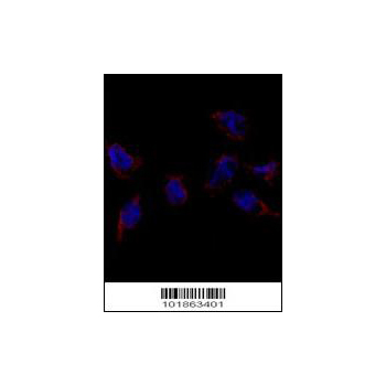 Bmp7 antibody - N - terminal region (OAAB12615) in Hela using Immunofluorescence