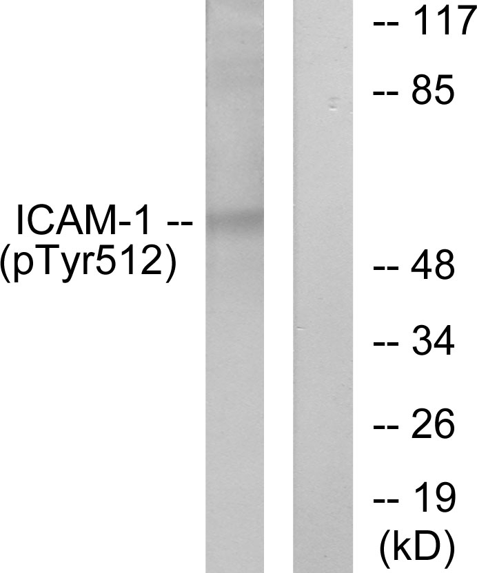 ICAM-1 Antibody (Phospho-Tyr512) (OAAF07725) in HeLa using Western Blot