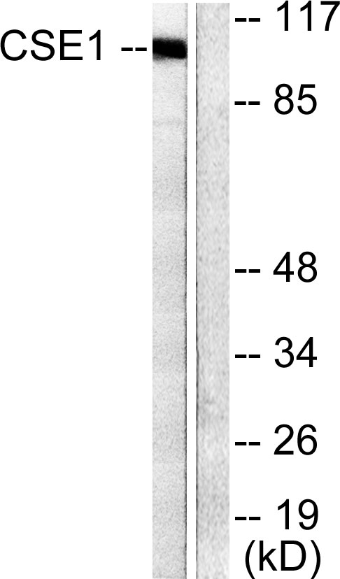 CSE1L Antibody (OAAF01749) in 293 using Western blot.