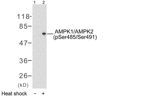 AMPK1 Antibody (Phospho-Ser496) (OAAF07671) in HeLa using Western Blot