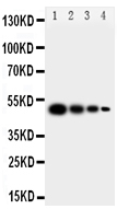 MFGE8 Antibody - middle region (OABB01092) in Recombinant Human MEGF8 Protein using Western Blot