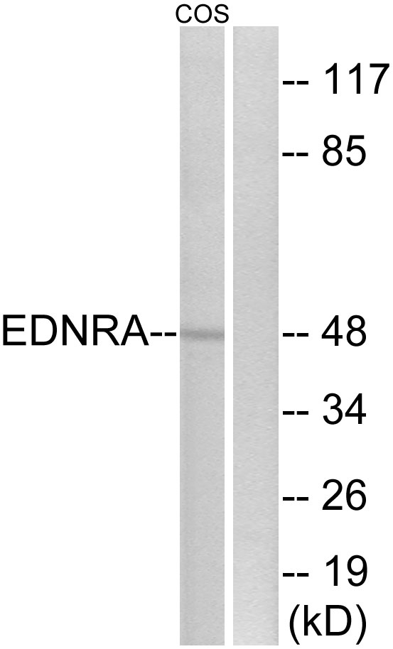 EDNRA Antibody (OAAF04877) in COS7 using Western blot.