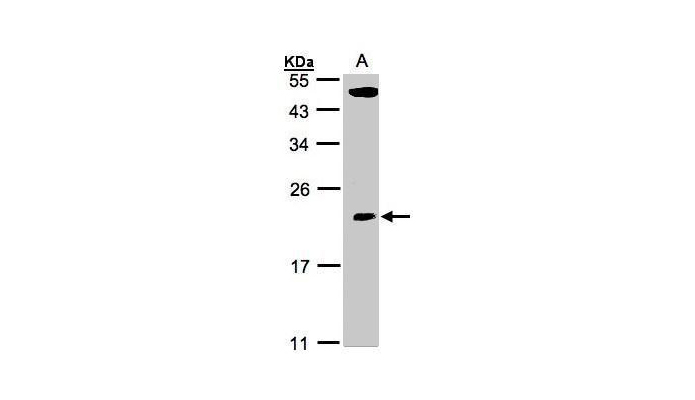 TPRKB antibody (OAGA00532) in 293T using Western Blot