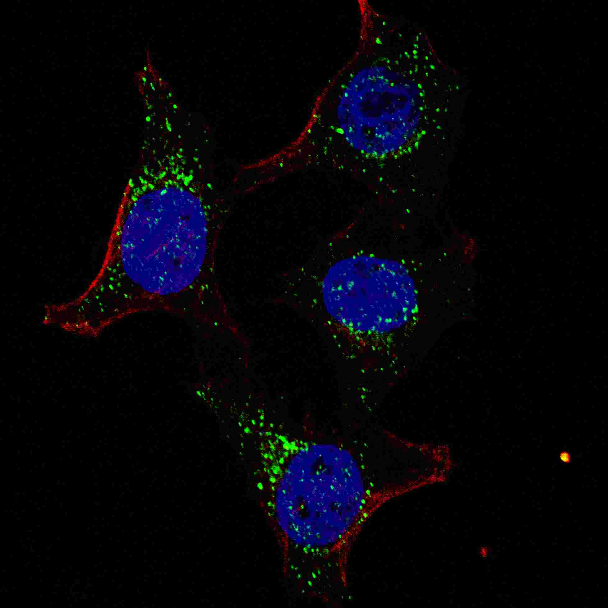 PDK4 Antibody (C-term) (OAAB16777) in HeLa using immunofluorescent