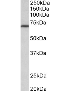 Goat anti-MTHFR (aa369-383) middle region Antibody (OAEB02893) in NIH3T3cells using Western Blot