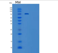 人胶质细胞系来源神经营养因子受体α2(GFRa2)重组蛋白C