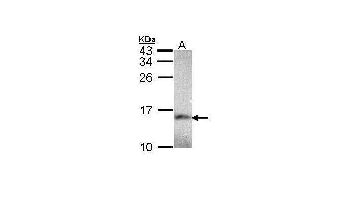NDUFA5 antibody (OAGA00879) in HepG2 using Western Blot