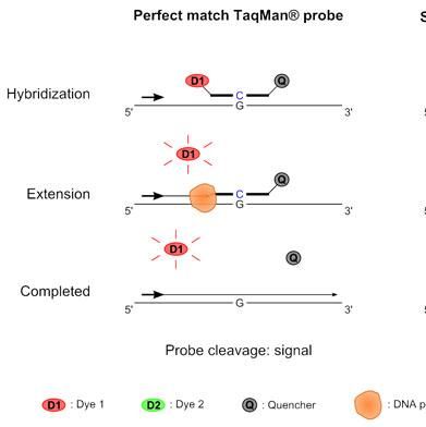 taqman SNP基因分型
