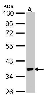 SPOP Antibody (OAGA02819) in 293T using Western Blot