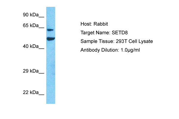 SETD8 Antibody (ARP75870_P050) in Human 293T Whole Cell using Western Blot