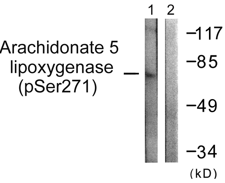 ALOX5 Antibody (Phospho-Ser271) (OAAF00138) in HuvEc using Western blot.