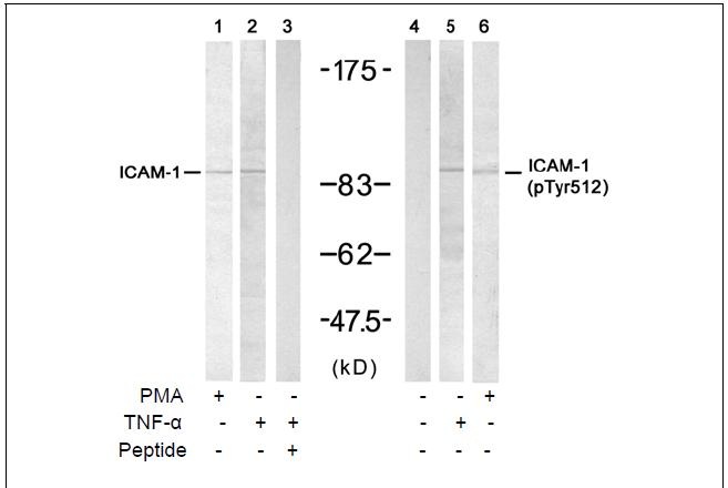 ICAM-1 (Ab-512) Antibody (OAEC00455) in HUVEC using Western Blot