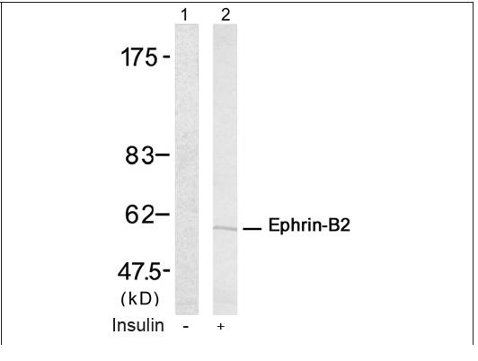 Ephrin-B2 (Ab-330) Antibody (OAEC00537) in A431 using Western Blot