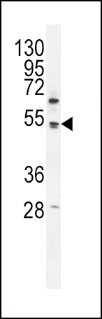 PDK4 Antibody (C-term) (OAAB16777) in K562 using Western Blot
