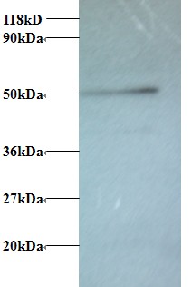 Rabbit anti-human V-type proton ATPase subunit G 1 (OACA00097) in 293T using Western Blot