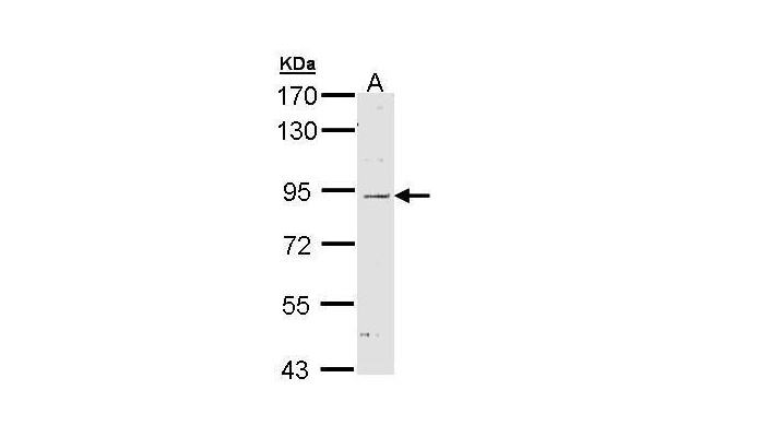 NOD1 antibody (OAGA00722) in H1299  using Western Blot