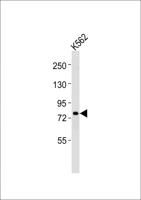 ERCC2 Antibody - C-terminal region (OAAB19135) in K562 whole cell lysates using Western Blot