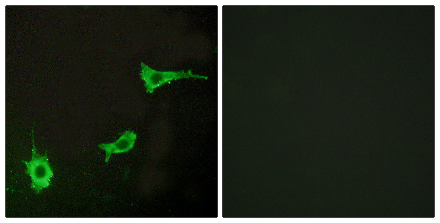 EDNRA Antibody (OAAF04877) in LOVO using Immunofluorescence.