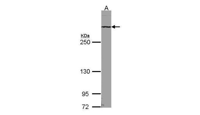 ATRX antibody (OAGA00086) in NIH-3T3 using Western Blot