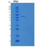 人肿瘤坏死因子受体超家族成员4(TNFRSF4)重组蛋白C-Fc