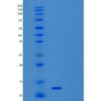 小鼠β神经生长因子/β-NGF重组蛋白