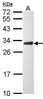 CLIC4 Antibody (OAGA02428) in Raji using Western Blot