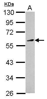 KLF12 Antibody (OAGA02269) in HepG2 using Western Blot